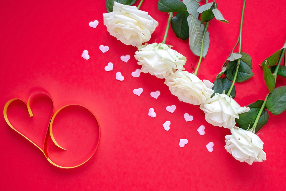 White roses on a pink background