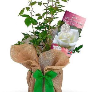 Lace anniversary rose bush in a gift-wrapped pot